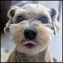Baxter1