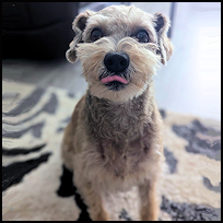 Baxter2