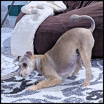Baxter4