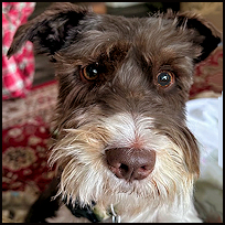 Oliver6