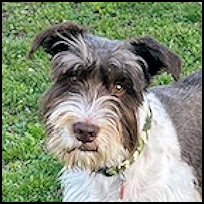 Oliver1