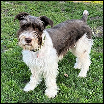 Oliver4